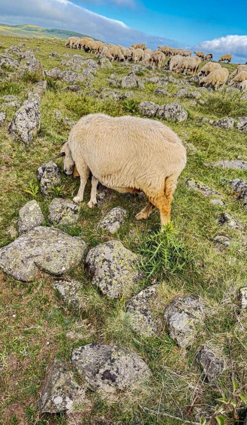 Türk beyliklerinin mezarlığı hayvanlara tuz taşı oldu! 3 bin askerin mezarlığı kaderine terkedildi