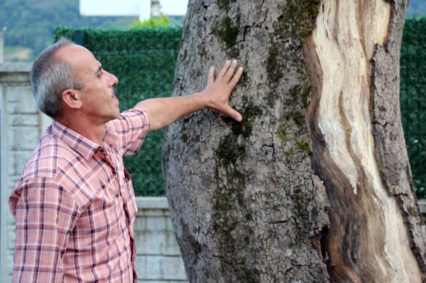 Sakarya'nın sembolü asırlık çınar ağaçları kurudu! Mahalleli yardım bekliyor: 'Sebebi sıcak değil'