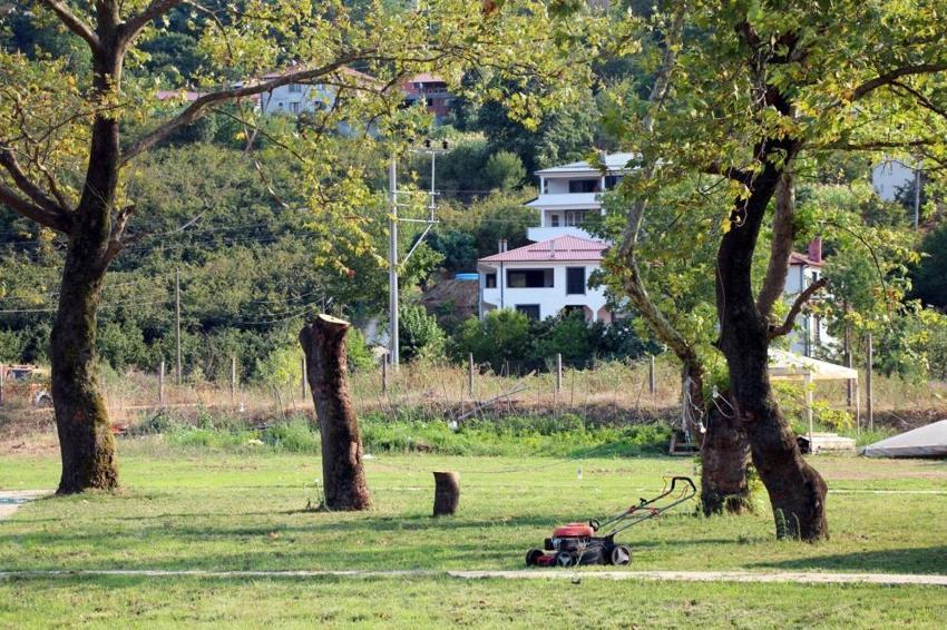 Sakarya'nın sembolü asırlık çınar ağaçları kurudu! Mahalleli yardım bekliyor: 'Sebebi sıcak değil'