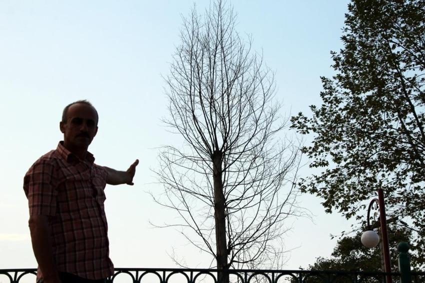 Sakarya'nın sembolü asırlık çınar ağaçları kurudu! Mahalleli yardım bekliyor: 'Sebebi sıcak değil'