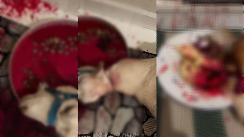Bursa'da korkunç şaman ayini! Kestiği hayvanları sosyal medyadan paylaştı: Ben bir şamanım ve şifacıyım