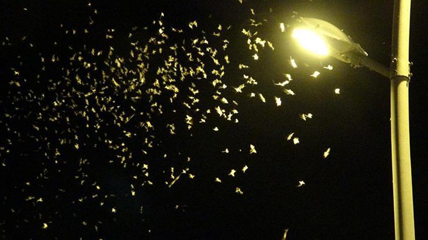 Ardahan'da görsel şölen! Bir günlükler'in ölüm dansı geç başladı