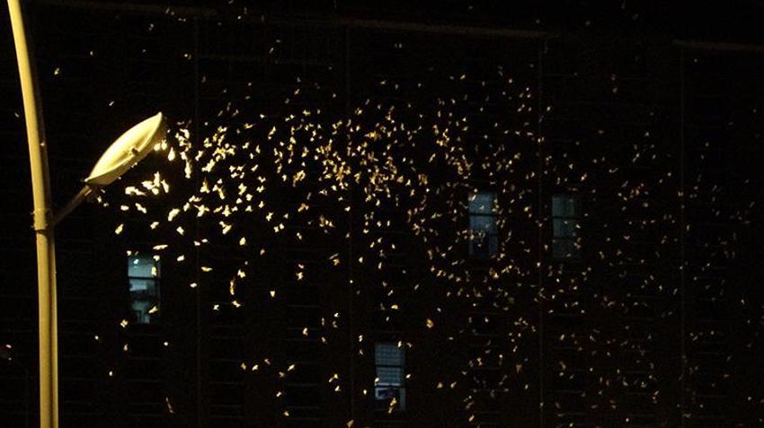 Ardahan'da görsel şölen! Bir günlükler'in ölüm dansı geç başladı