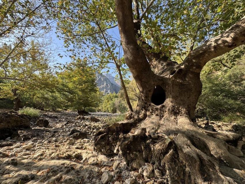 Antalya'da son hali görüntülendi: İki barajı besleyen ırmak kurudu