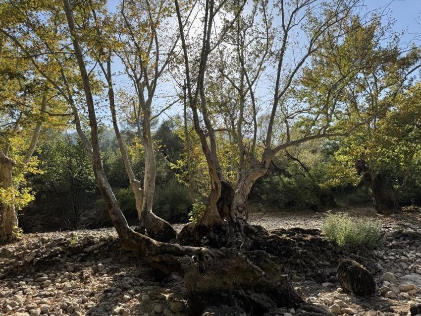 Antalya'da son hali görüntülendi: İki barajı besleyen ırmak kurudu