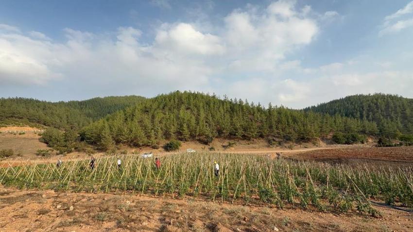 Adana'da köylüler birleşti atıl arazilerden para kazanmaya başladı! 3 dönümle ilk adımı attılar şimdi 9 dönüm işliyorlar