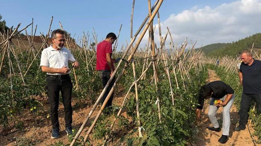 Adana'da köylüler birleşti atıl arazilerden para kazanmaya başladı! 3 dönümle ilk adımı attılar şimdi 9 dönüm işliyorlar