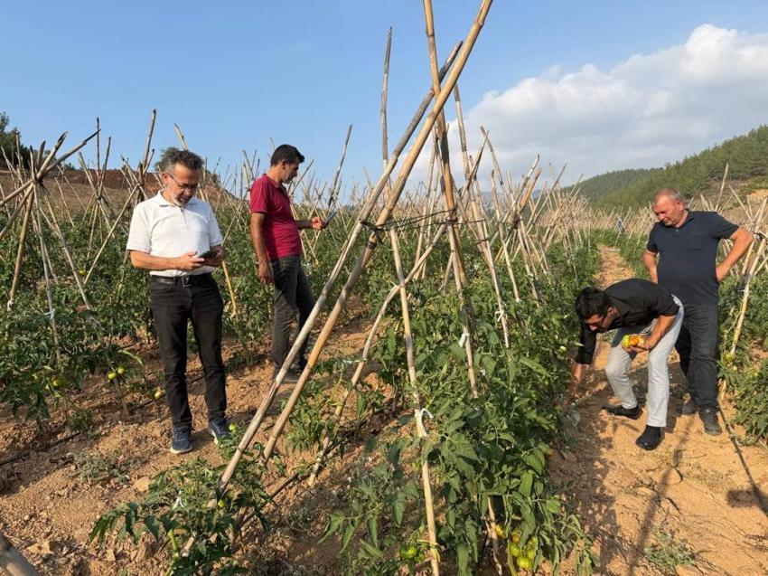 Adana'da köylüler birleşti atıl arazilerden para kazanmaya başladı! 3 dönümle ilk adımı attılar şimdi 9 dönüm işliyorlar