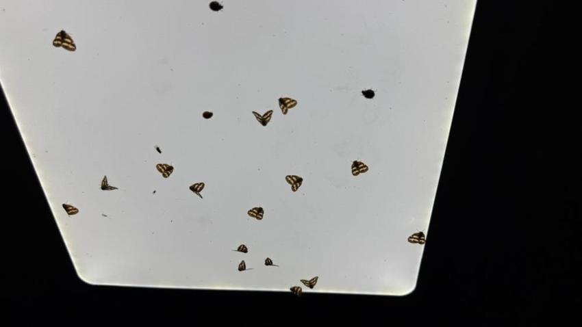 Doğu Karadeniz'de korku salan 'vampir kelebekler': Bitkilerden sonra evleri de istila ettiler!