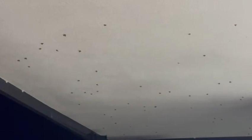 Doğu Karadeniz'de korku salan 'vampir kelebekler': Bitkilerden sonra evleri de istila ettiler!