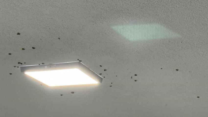 Doğu Karadeniz'de korku salan 'vampir kelebekler': Bitkilerden sonra evleri de istila ettiler!