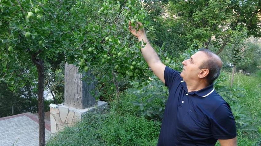 Malatya'da kayısıya alternatif ürün bulundu! Hem fiyatı hem de kalitesi kayısıdan daha iyi