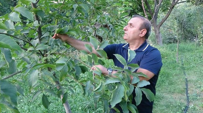 Malatya'da kayısıya alternatif ürün bulundu! Hem fiyatı hem de kalitesi kayısıdan daha iyi