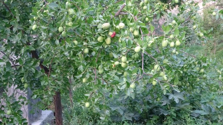 Malatya'da kayısıya alternatif ürün bulundu! Hem fiyatı hem de kalitesi kayısıdan daha iyi