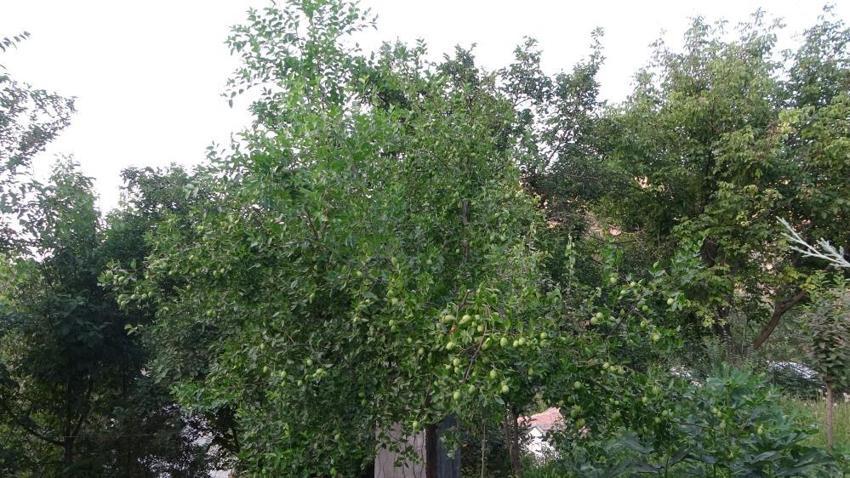 Malatya'da kayısıya alternatif ürün bulundu! Hem fiyatı hem de kalitesi kayısıdan daha iyi