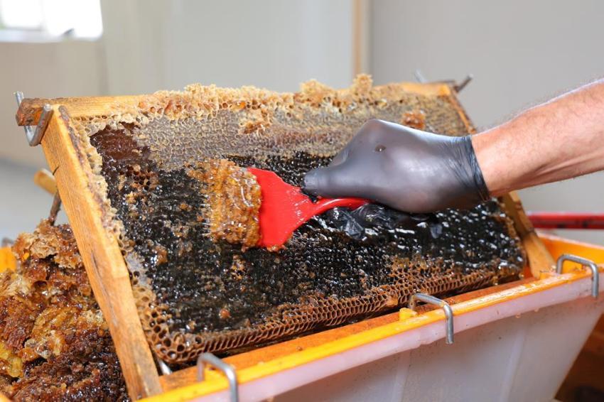 Kahramanmaraş'ta yıllar sonra bal bereketli! Yayla ballarında sağım dönemi başladı!