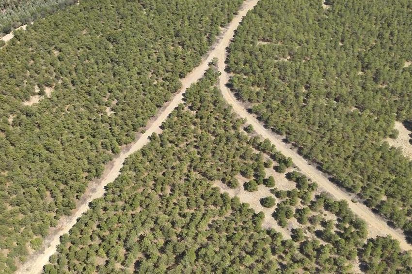 Komandoların gözü doğada! Orman yangınlarına karşı tam teçhizat göreve başladılar
