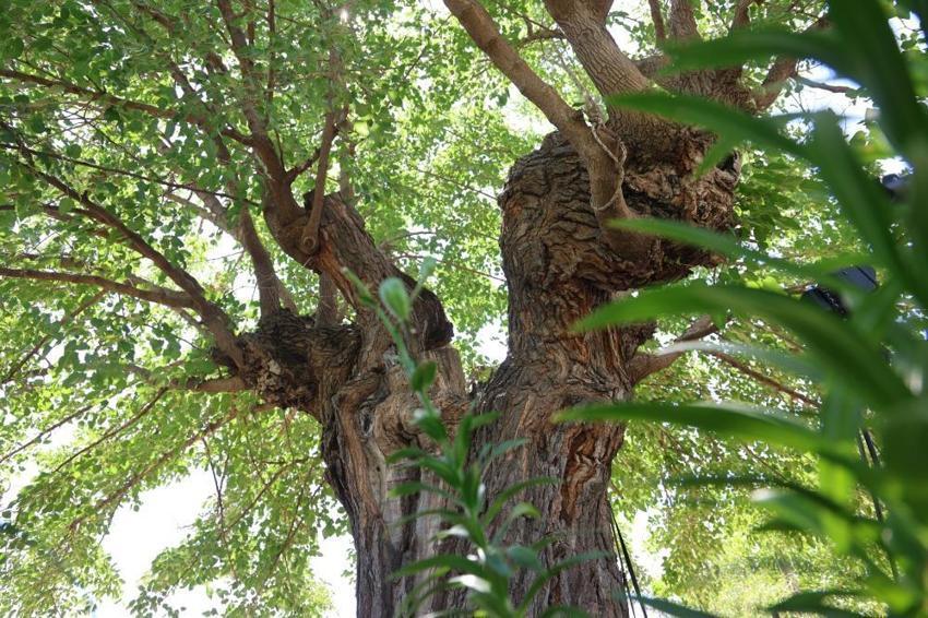 Asırlık çınar değil, asırlık dut! Elazığ'da 500 yıllık ağaç yıllara meydan okuyor