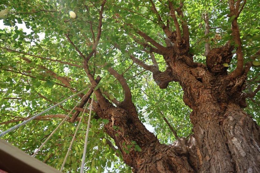 Asırlık çınar değil, asırlık dut! Elazığ'da 500 yıllık ağaç yıllara meydan okuyor