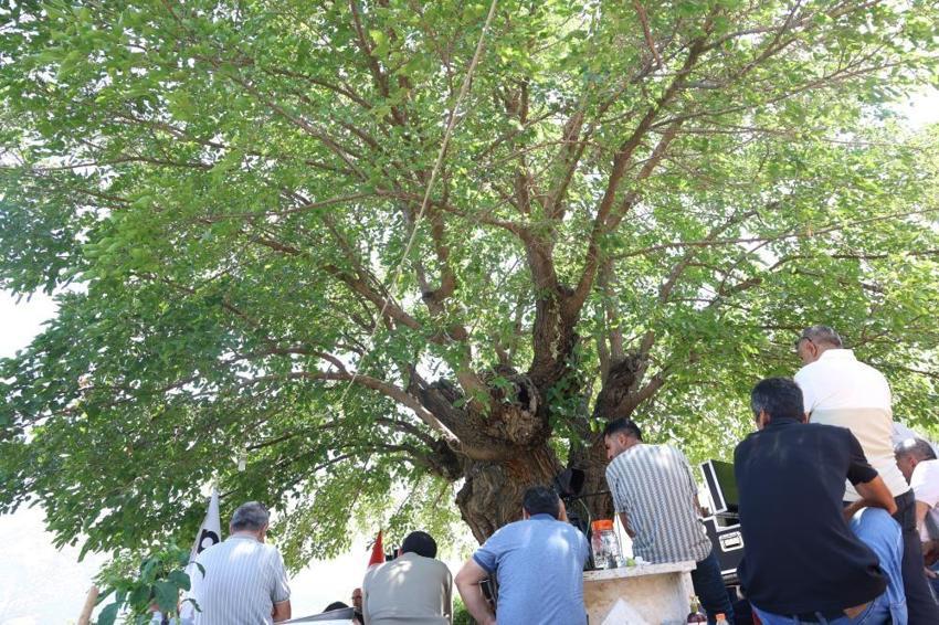 Asırlık çınar değil, asırlık dut! Elazığ'da 500 yıllık ağaç yıllara meydan okuyor