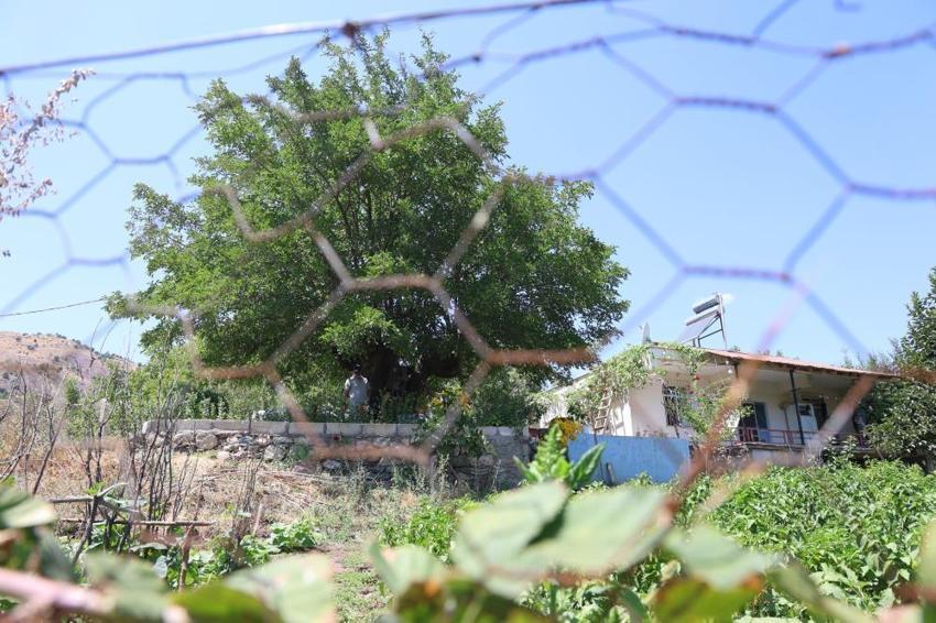 Asırlık çınar değil, asırlık dut! Elazığ'da 500 yıllık ağaç yıllara meydan okuyor