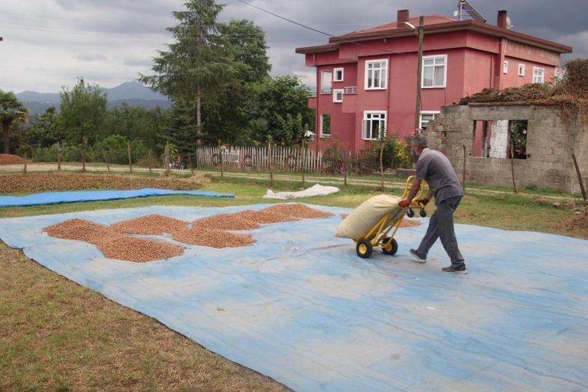 Ordu'da dev fındık mesaisi! Fiyatı belirleyen o işlem için kollar sıvandı!