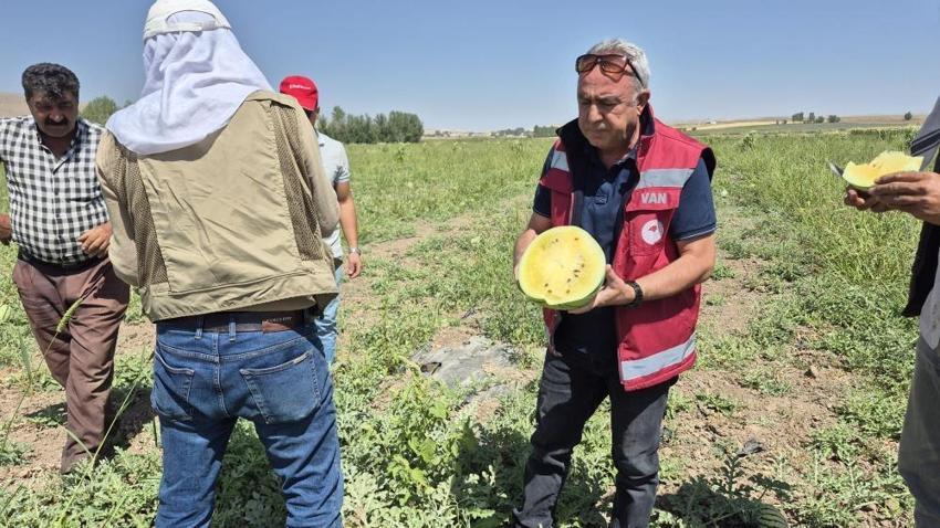 Vanlı çiftçi tohumunu İran'dan getirdiği 'sarı karpuzu' ekti! Dışı karpuz, içi ananas tadına bakan hayran kalıyor