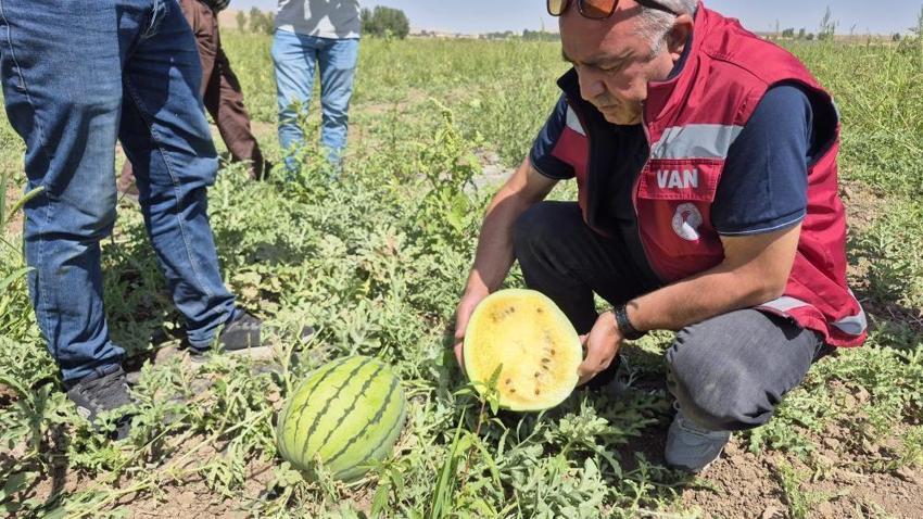 Vanlı çiftçi tohumunu İran'dan getirdiği 'sarı karpuzu' ekti! Dışı karpuz, içi ananas tadına bakan hayran kalıyor