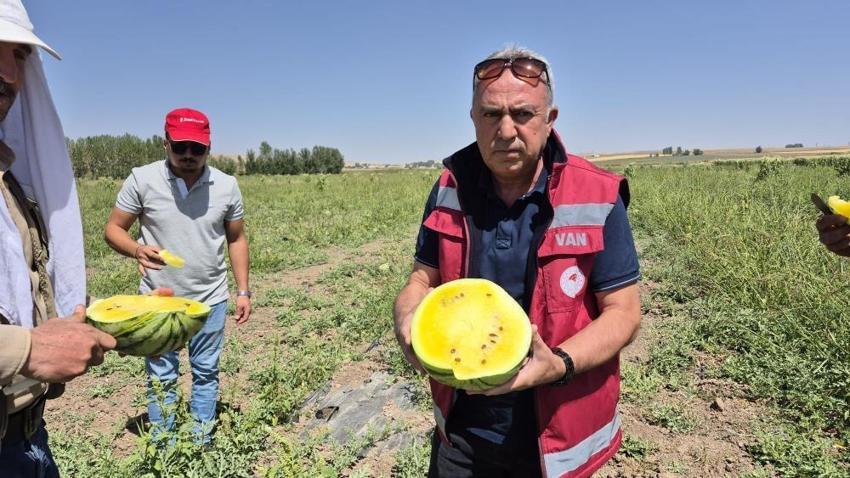 Vanlı çiftçi tohumunu İran'dan getirdiği 'sarı karpuzu' ekti! Dışı karpuz, içi ananas tadına bakan hayran kalıyor