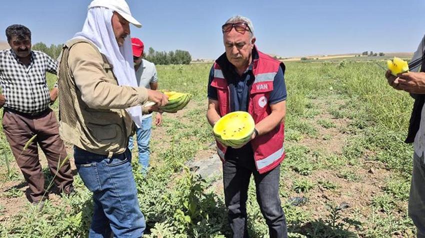 Vanlı çiftçi tohumunu İran'dan getirdiği 'sarı karpuzu' ekti! Dışı karpuz, içi ananas tadına bakan hayran kalıyor