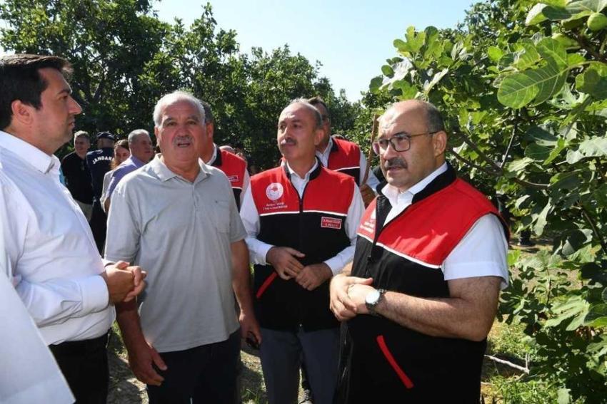Balıkesir'de siyah bereket ağaçlardan kasalara indi! Havran'ın coğrafi işaretli ürününde hasat vakti geldi