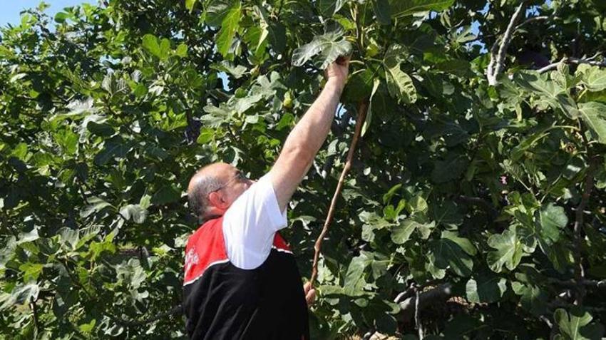 Balıkesir'de siyah bereket ağaçlardan kasalara indi! Havran'ın coğrafi işaretli ürününde hasat vakti geldi