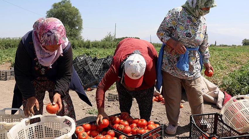 Iğdır'ın emektar kadınları üretimin tüm aşamalarında yer alıyor! Tarımın yükü onların omuzlarında yükseliyor