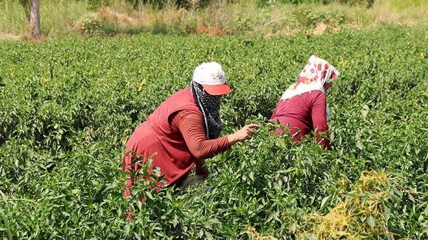 Iğdır'ın emektar kadınları üretimin tüm aşamalarında yer alıyor! Tarımın yükü onların omuzlarında yükseliyor