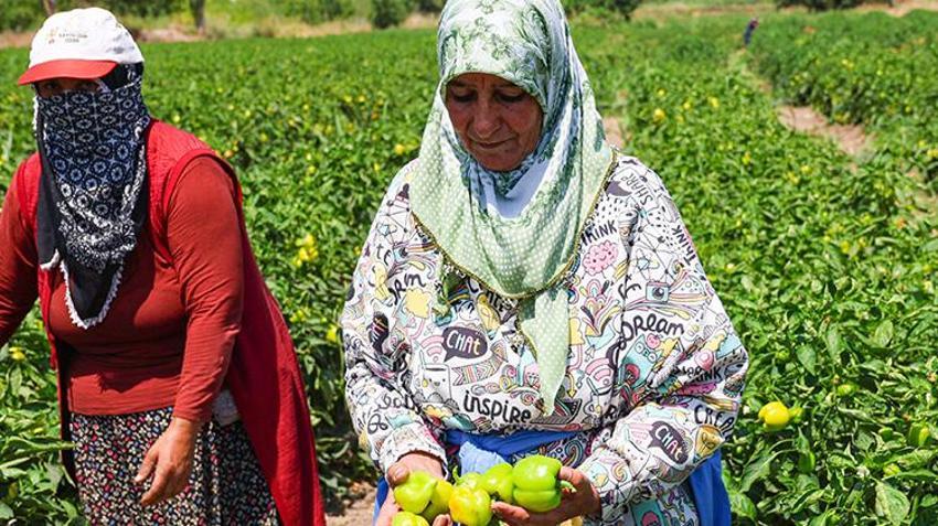 Iğdır'ın emektar kadınları üretimin tüm aşamalarında yer alıyor! Tarımın yükü onların omuzlarında yükseliyor