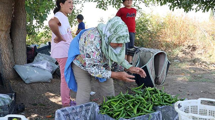 Iğdır'ın emektar kadınları üretimin tüm aşamalarında yer alıyor! Tarımın yükü onların omuzlarında yükseliyor