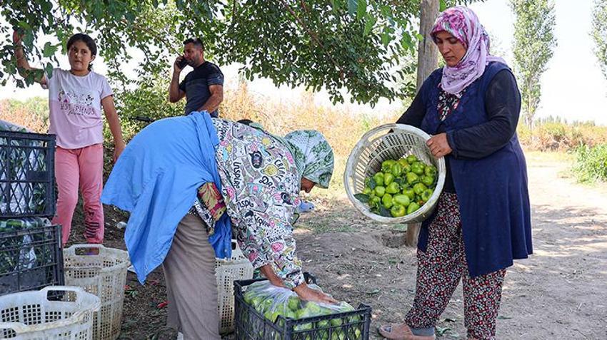 Iğdır'ın emektar kadınları üretimin tüm aşamalarında yer alıyor! Tarımın yükü onların omuzlarında yükseliyor