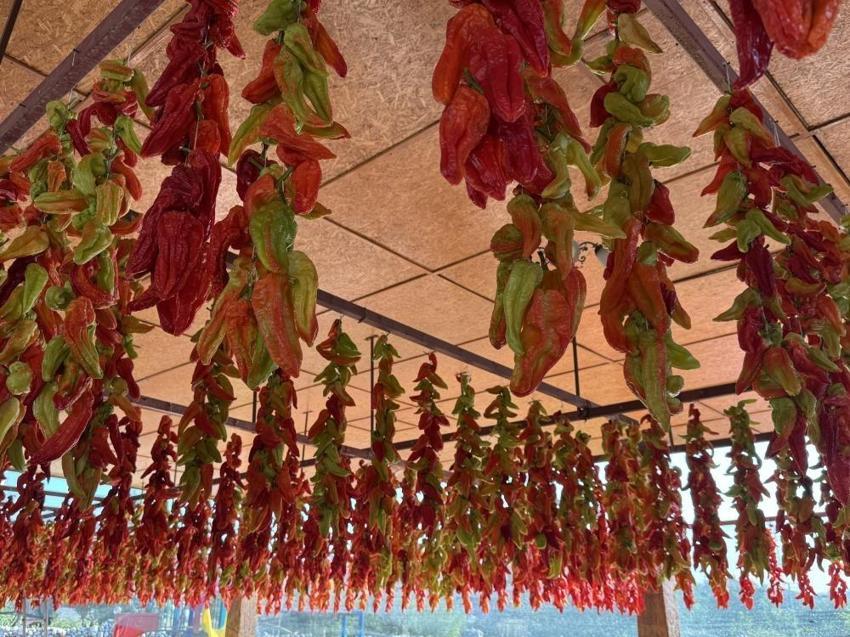 Denizli'de 900 dekarda 3 bin ton üretimi var! Tescilli lezzette kurutma başladı