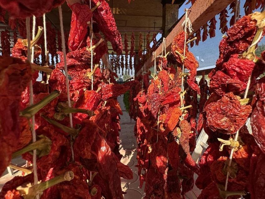 Denizli'de 900 dekarda 3 bin ton üretimi var! Tescilli lezzette kurutma başladı