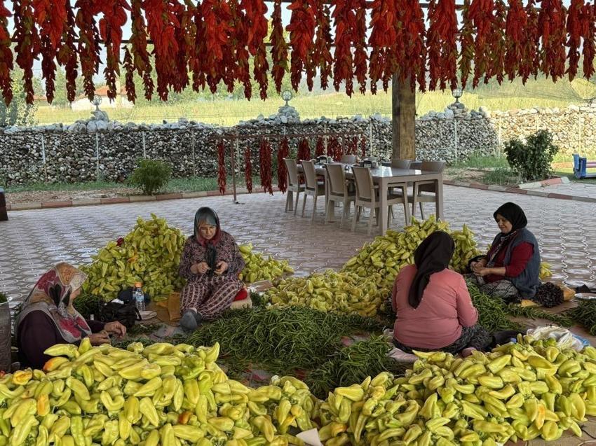 Denizli'de 900 dekarda 3 bin ton üretimi var! Tescilli lezzette kurutma başladı