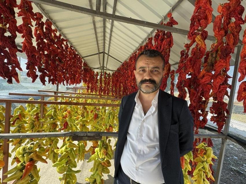 Denizli'de 900 dekarda 3 bin ton üretimi var! Tescilli lezzette kurutma başladı