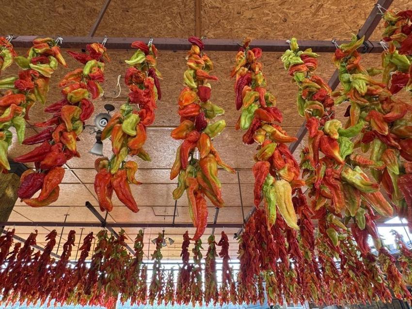 Denizli'de 900 dekarda 3 bin ton üretimi var! Tescilli lezzette kurutma başladı