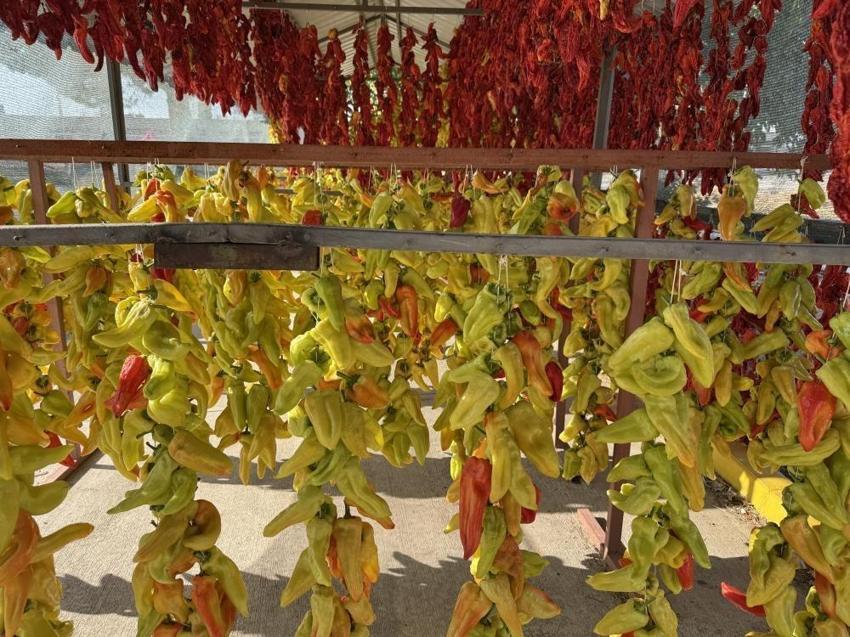 Denizli'de 900 dekarda 3 bin ton üretimi var! Tescilli lezzette kurutma başladı