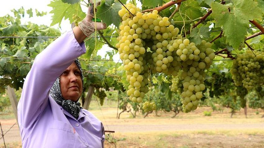 Tekirdağ'da hasat başladı: Türkiye'nin yeni gözdesi olacak, çiftçinin yüzü gülüyor