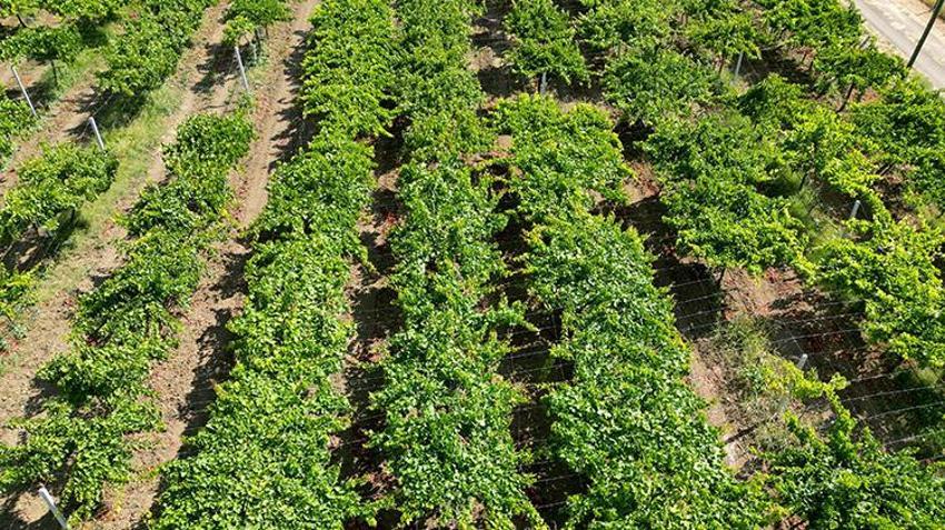 Tekirdağ'da hasat başladı: Türkiye'nin yeni gözdesi olacak, çiftçinin yüzü gülüyor