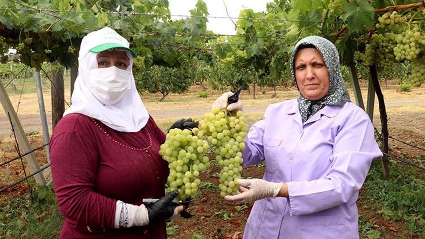 Tekirdağ'da hasat başladı: Türkiye'nin yeni gözdesi olacak, çiftçinin yüzü gülüyor