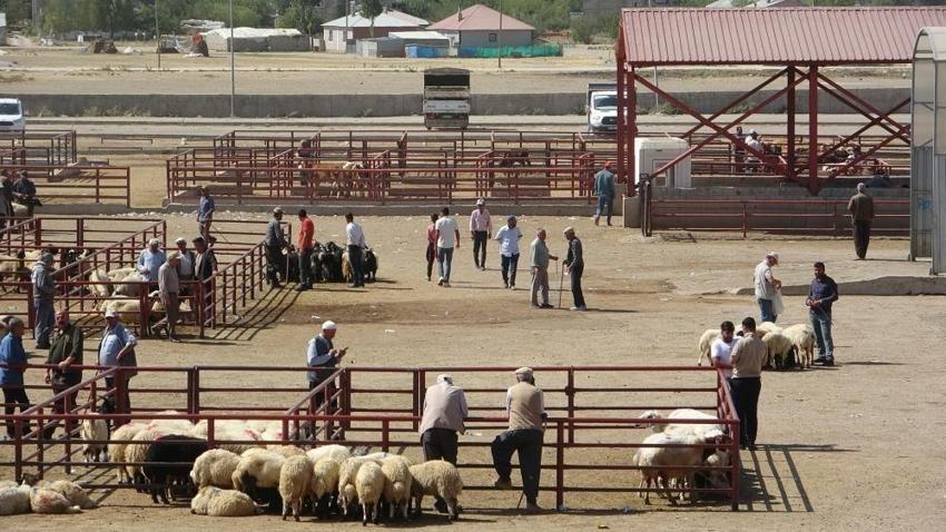 Van'da yeniden açıldı: Binlerce hayvan için pazarlık başladı