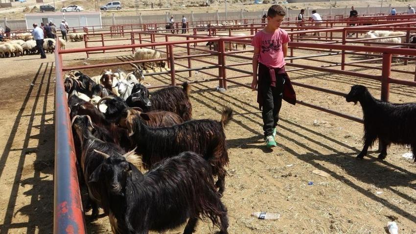 Van'da yeniden açıldı: Binlerce hayvan için pazarlık başladı