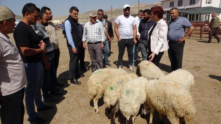 Van'da yeniden açıldı: Binlerce hayvan için pazarlık başladı