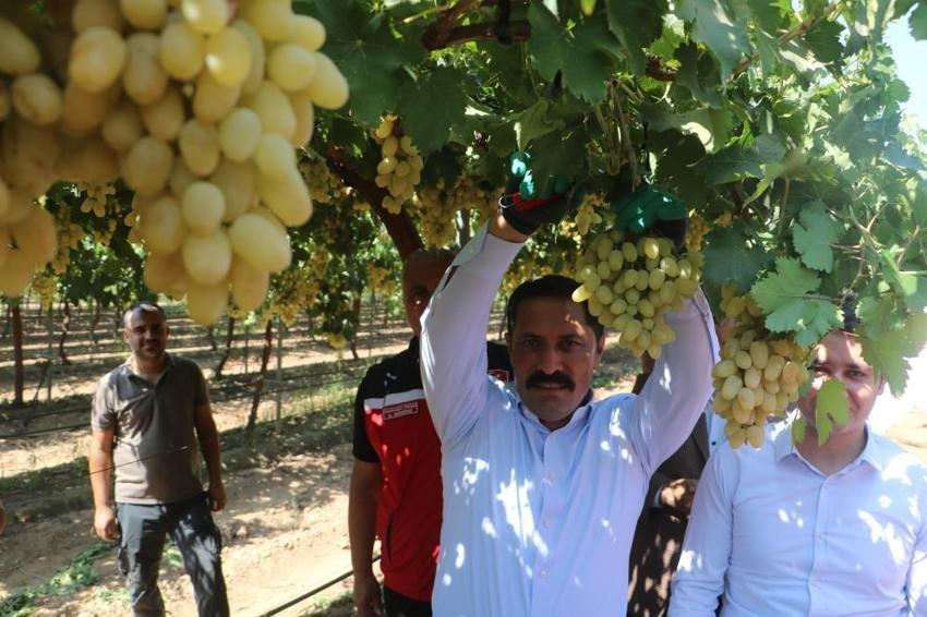 85 bin ton rekolte bekleniyor: Hatay'da kilosu 45 TL'ye alıcı buluyor